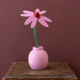 Pink Coneflower Everlasting Flowers