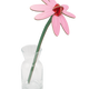 Pink Coneflower Everlasting Flowers