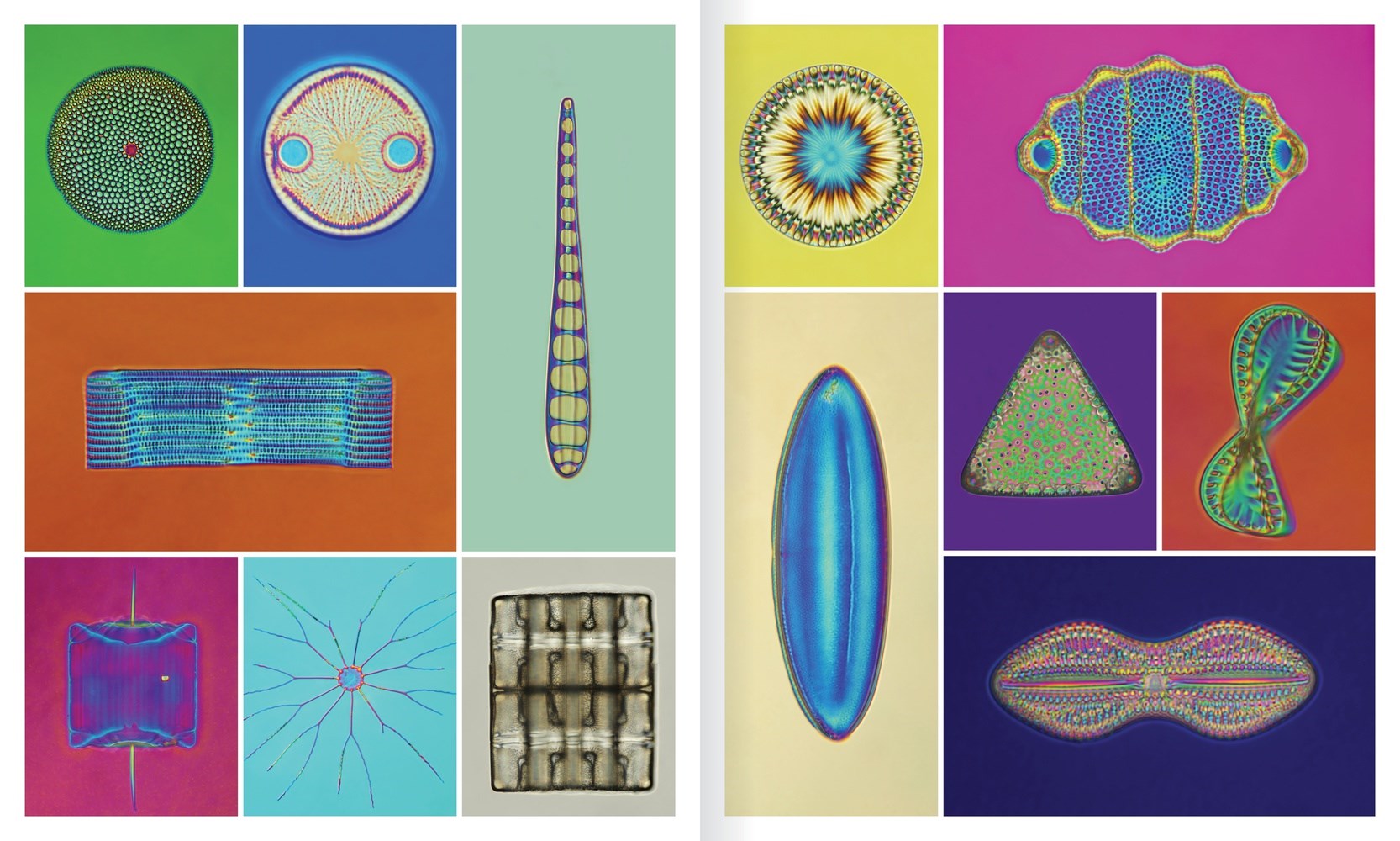 Shape of Nature: The Intricate Patterns of Life