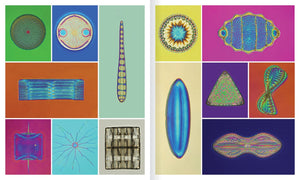 Shape of Nature: The Intricate Patterns of Life
