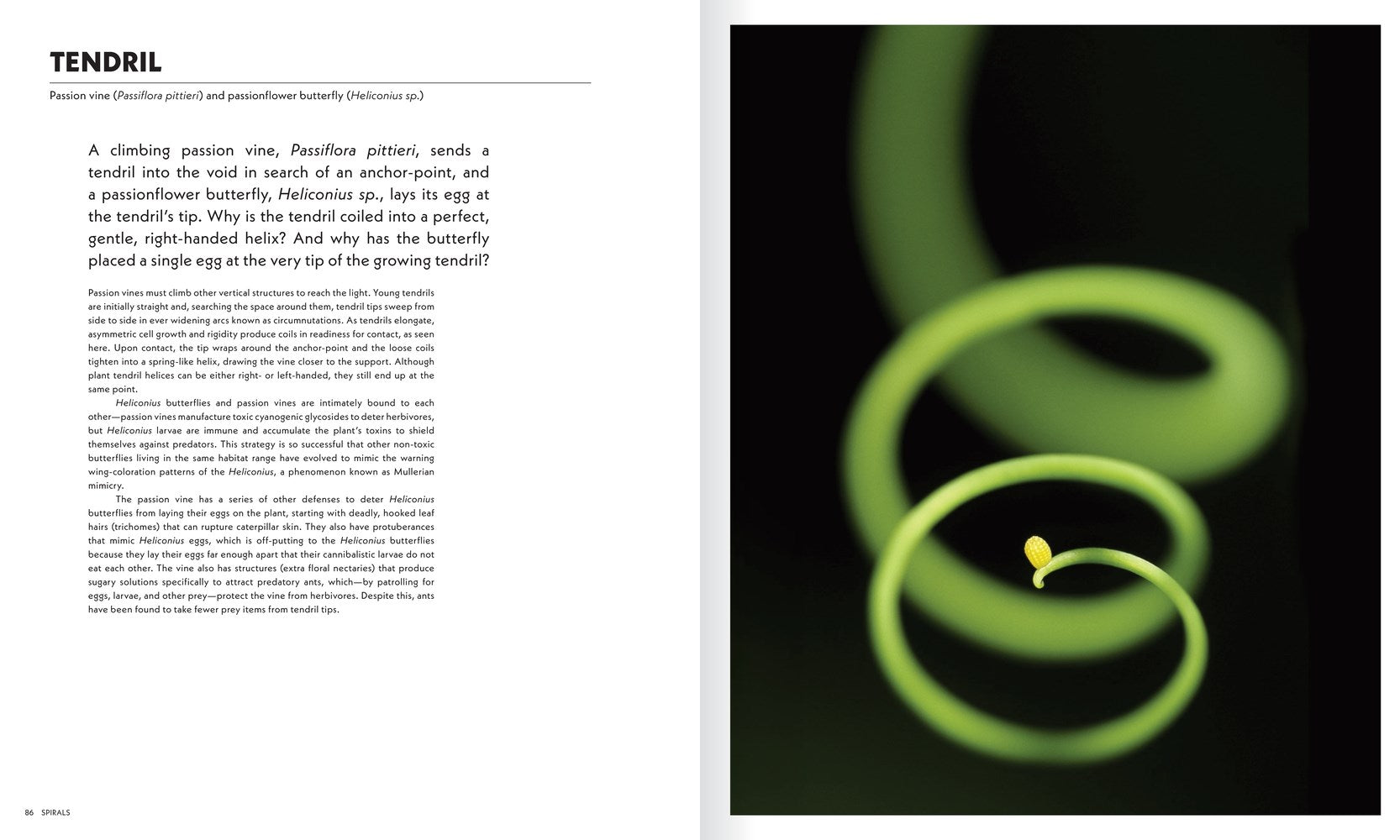 Shape of Nature: The Intricate Patterns of Life