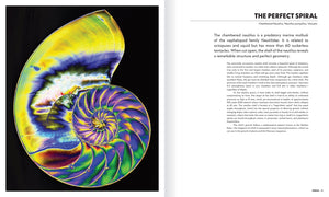 Shape of Nature: The Intricate Patterns of Life