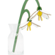 Spring Bells Everlasting Flowers