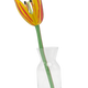 Sunset Tulip Everlasting Flowers