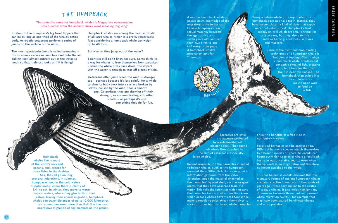 Whale's Song:  Discover the Giants of our Oceans