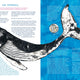 Whale's Song:  Discover the Giants of our Oceans