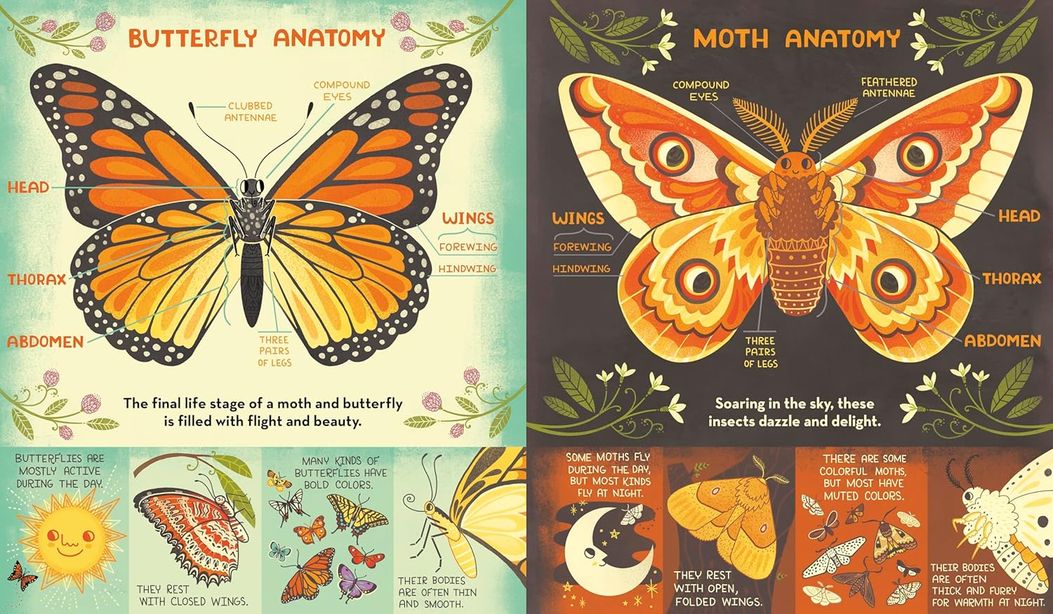 What's Inside a Caterpillar Cocoon?