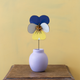 Wild Pansy Everlasting Flowers