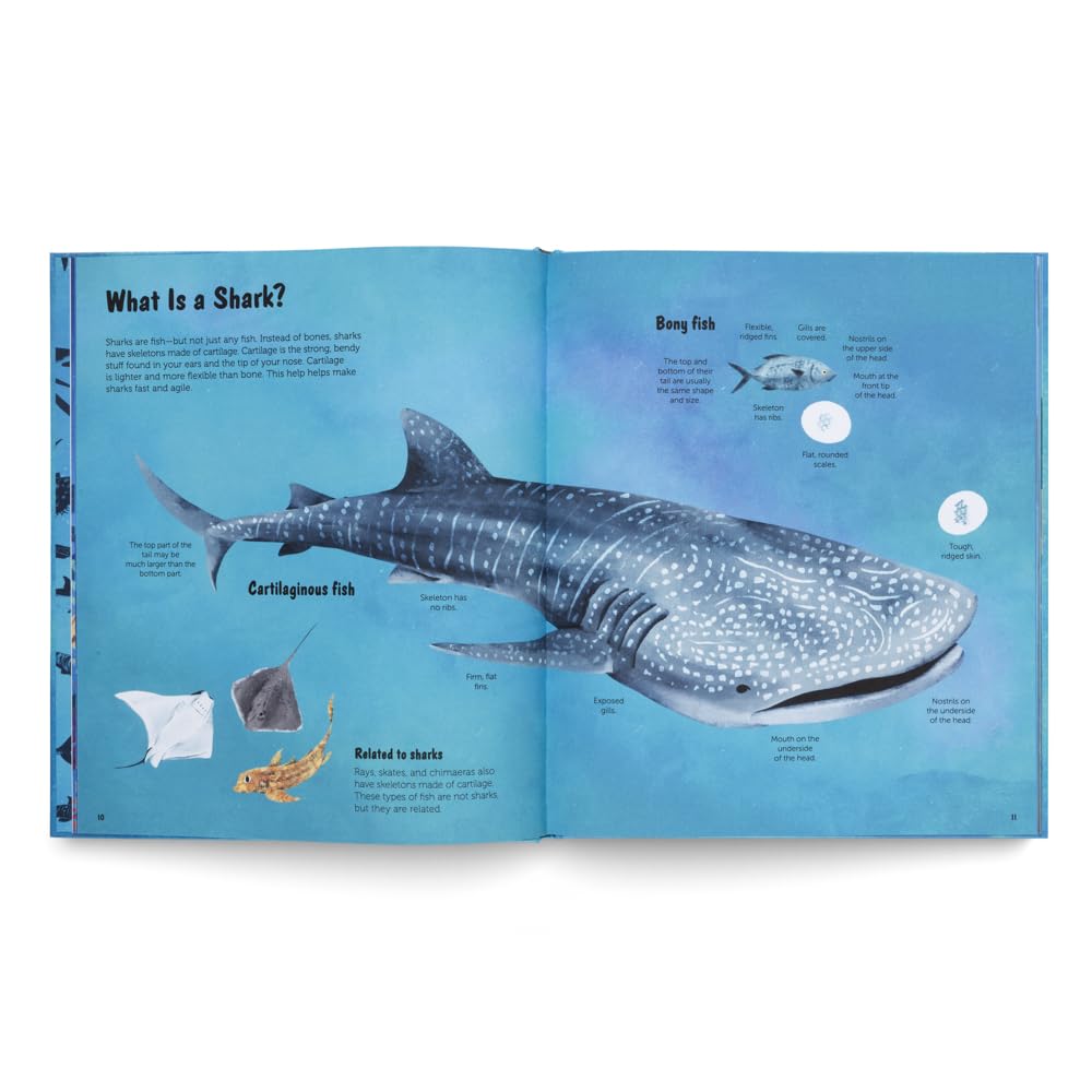 World of Sharks