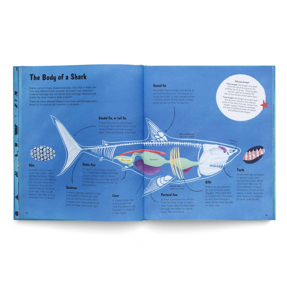 World of Sharks
