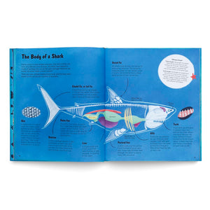 World of Sharks