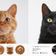 100 Cats 100 Minds