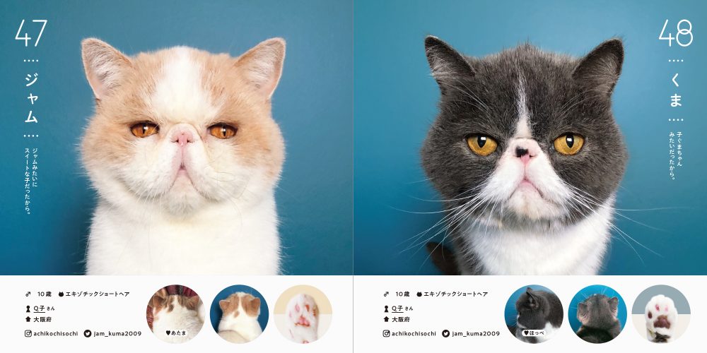 100 Cats 100 Minds