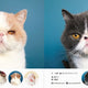 100 Cats 100 Minds