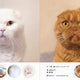 100 Cats 100 Minds