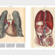 Anatomica: The Exquisite and Unsettling Art of Human Anatomy