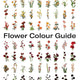 Flower Colour Guide