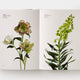 Flower Colour Guide