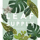 Leaf Supply: A Guide to Keeping Happy Houseplants