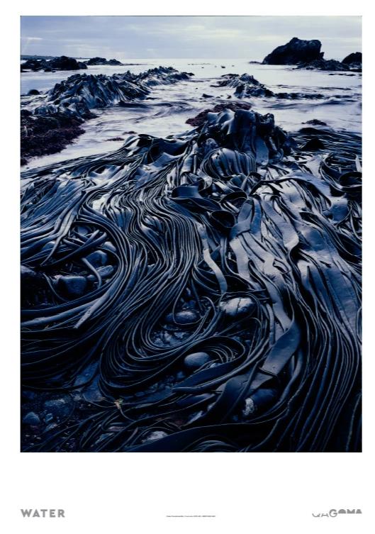 Giant Kelp Print - Peter Dombrovskis