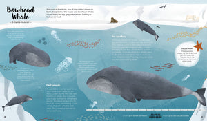 World of Whales: Get to Know the Giants of the Ocean